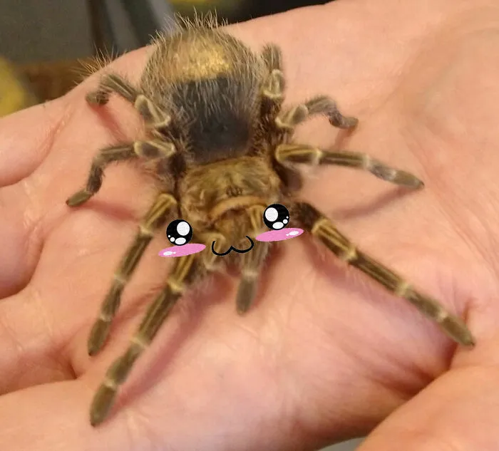 How To Cure Arachnophobia