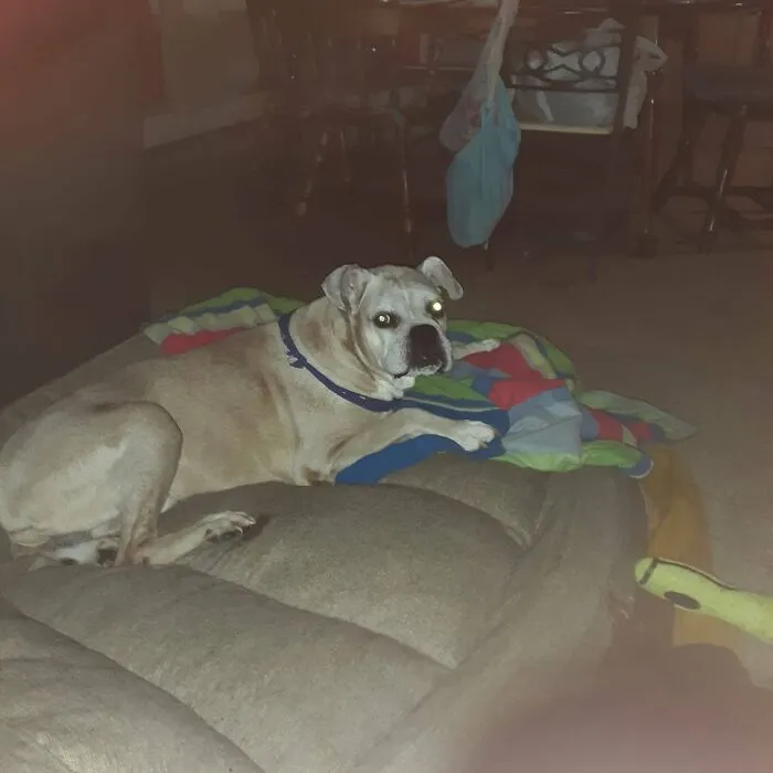 Dog