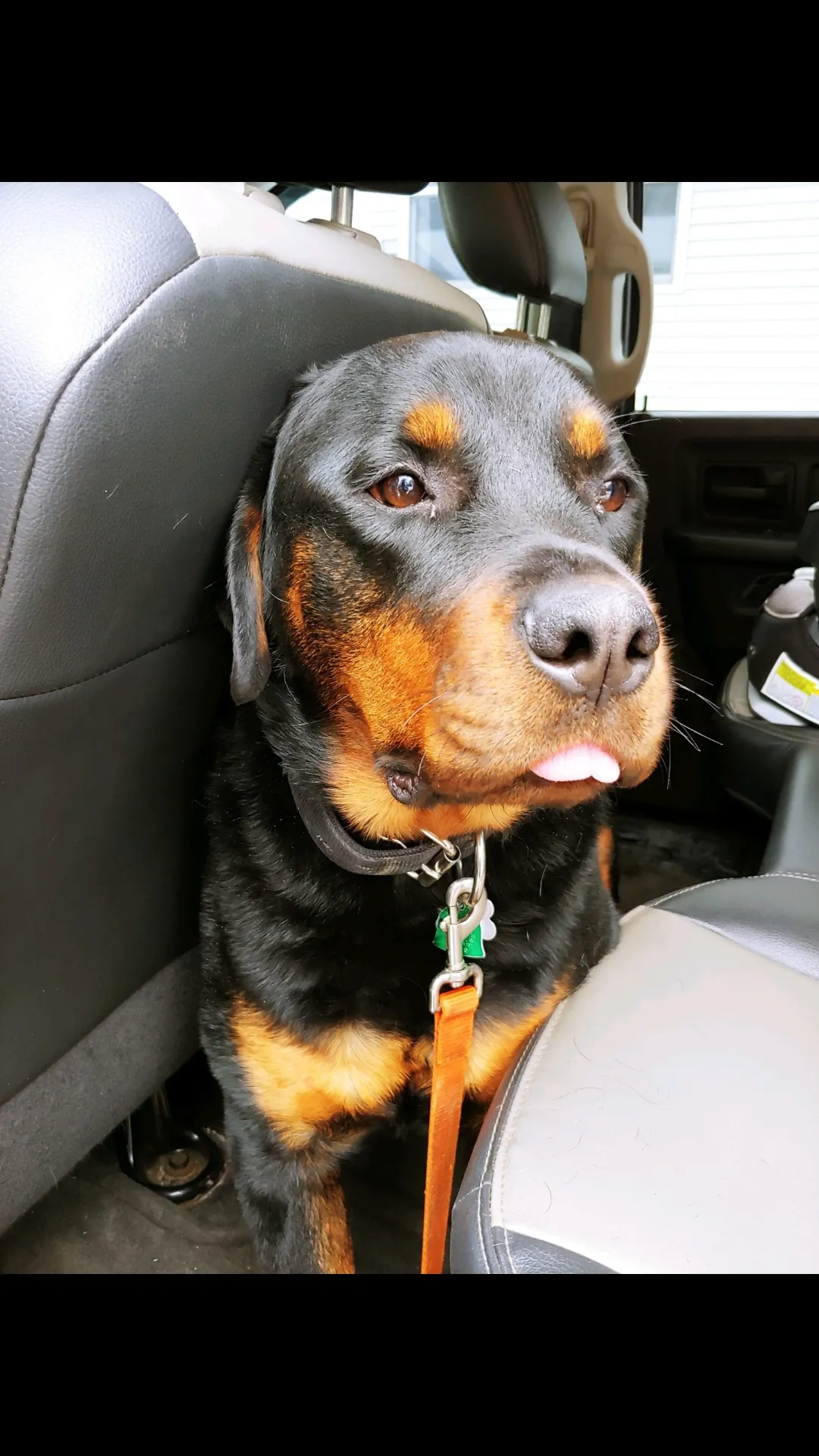 Post The Derpiest Pics Of Your Rottweilers