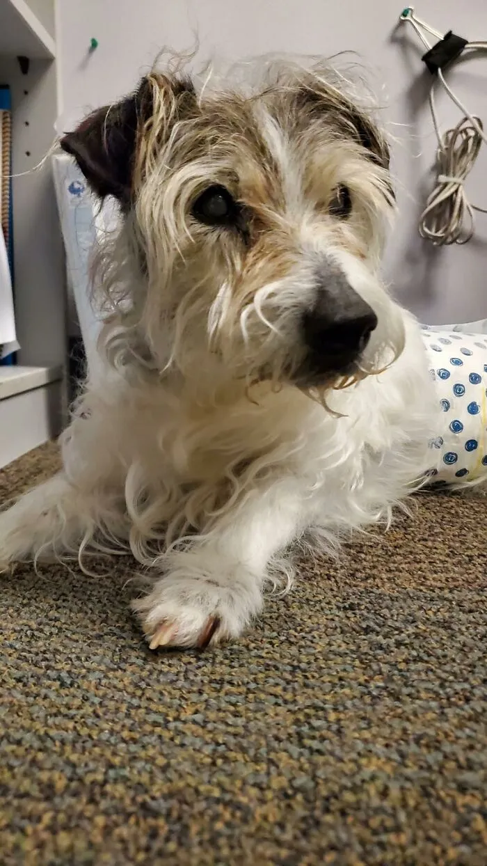 Meet Jack!!! ❤ Our 20 Year Old Long Haired Jack Russell.  Adopted When He Was 13 ❤😁.