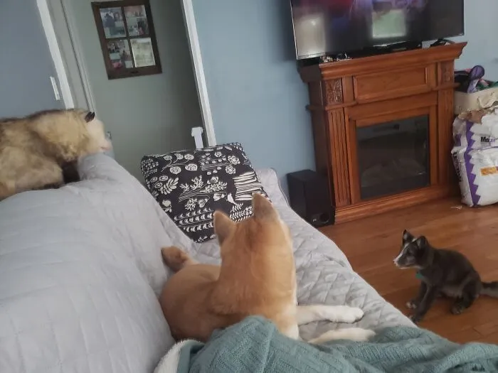 Meeting Of The Minds... Possum, Dog, Fox