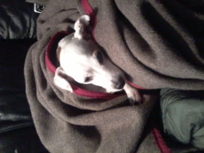 Twinkle, Jack Russell Girl,  Aged 15 When She Went Over The Rainbow.  We Had Her Since She Was 6 Wks.  My Son Cried For A Week...i Miss Her, Too.  She Loved Her Swiss Army Blanket!!!