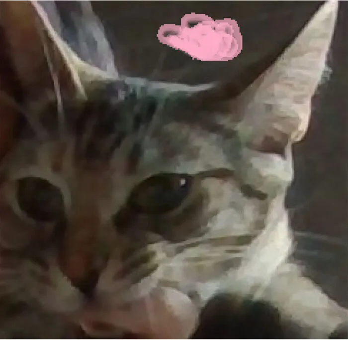 My Cat Is Feisty!