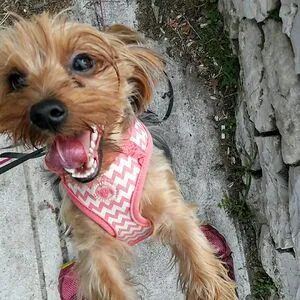 8Yorkies-and-33cats
