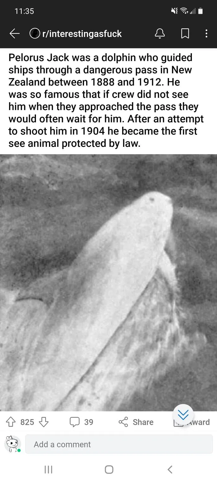 Loyal Dolphin Boi