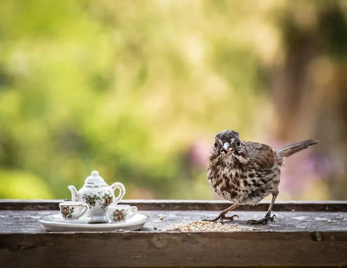 I Have Fun And Magical Tea Parties With All Kinds Of Animals (14 New Pics)