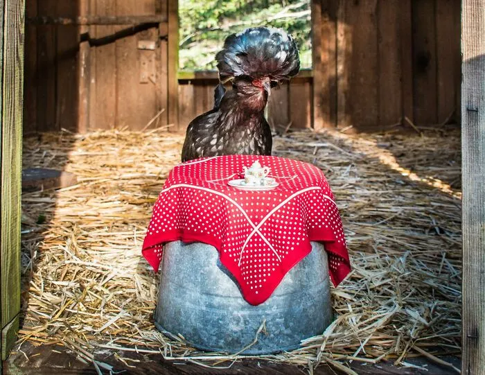 I Have Fun And Magical Tea Parties With All Kinds Of Animals (14 New Pics)