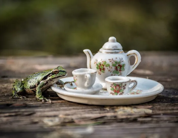 I Have Fun And Magical Tea Parties With All Kinds Of Animals (14 New Pics)