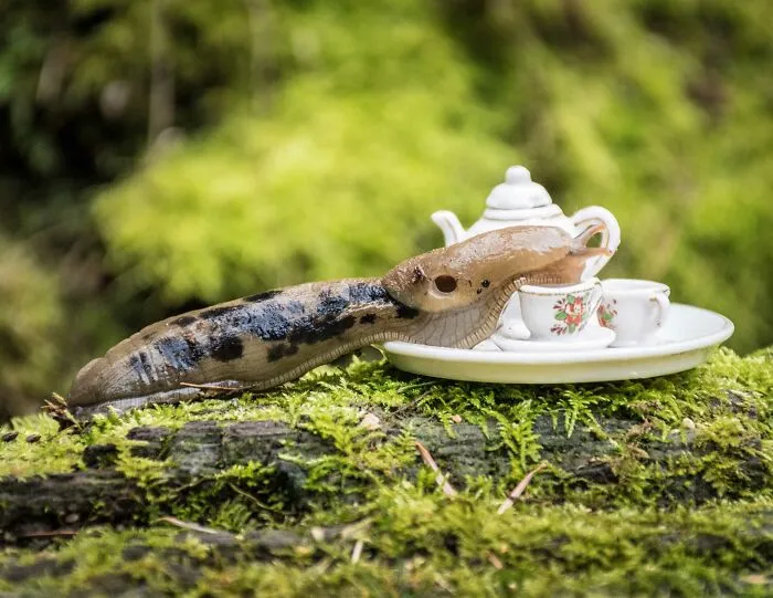 I Have Fun And Magical Tea Parties With All Kinds Of Animals (14 New Pics)