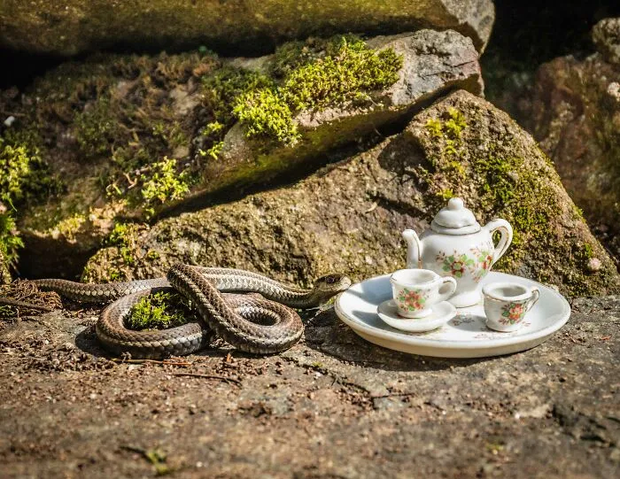 I Have Fun And Magical Tea Parties With All Kinds Of Animals (14 New Pics)