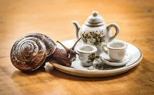 I Have Fun And Magical Tea Parties With All Kinds Of Animals (14 New Pics)