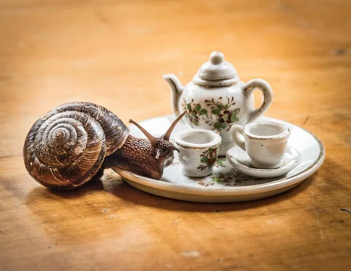 I Have Fun And Magical Tea Parties With All Kinds Of Animals (14 New Pics)