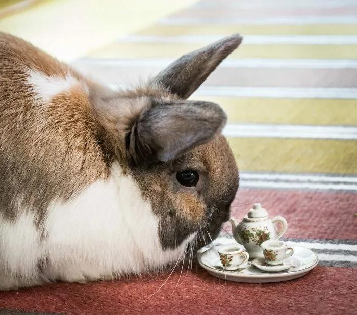 I Have Fun And Magical Tea Parties With All Kinds Of Animals (14 New Pics)