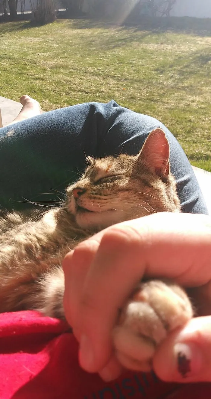 My Family Mistreated The Cat, I Kept Loving Her Until She Felt Safe Enough To Fall Asleep On Me