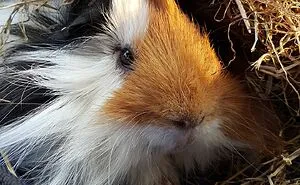 Hey Pandas, Post The Coolest Picture Of An Animal That You've Taken (Closed)