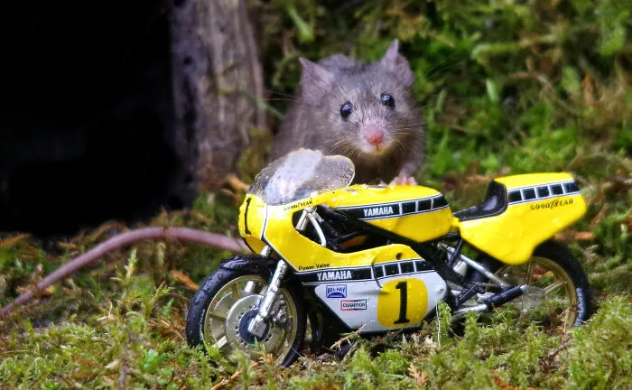 "Mr. Tographer Just One Wittle Ride"