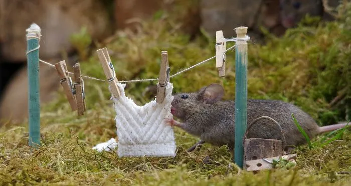 I Built A Little World In My Garden For Mice To Live In, And They're Thriving (30 Pics)