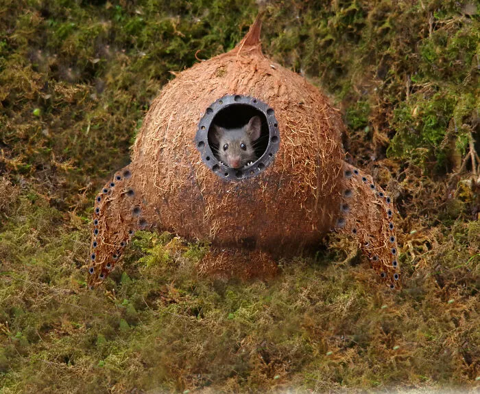 Someone Told The Mouse The Moon Is Made Of Cheese So He Built Himself A Rocket