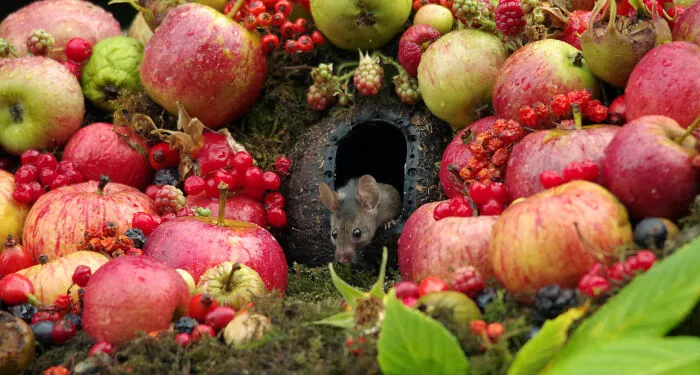 I Built A Little World In My Garden For Mice To Live In, And They're Thriving (30 Pics)