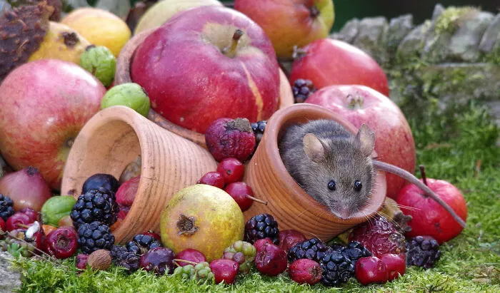 "If I Water It Do You Think A Mouse Tree Will Grow?"