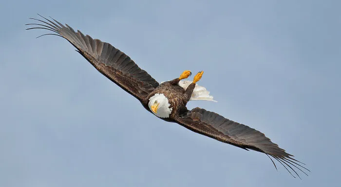 Highly Commended: Gail Bisson - Aerial Acrobat