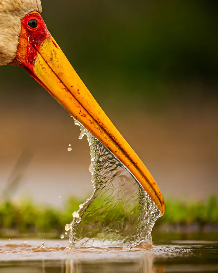 Highly Commended: Mohammad Murad - Water Barrier (Attention To Detail)