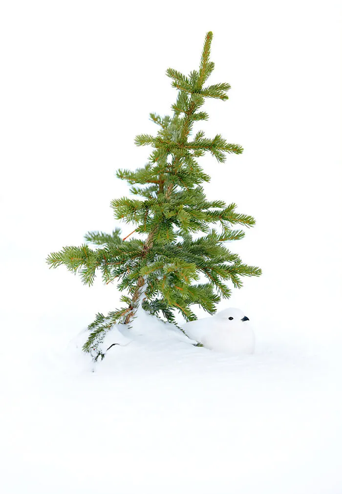 Highly Commended: Tim Hopwood - Present Under The Tree (Birds In The Environment)