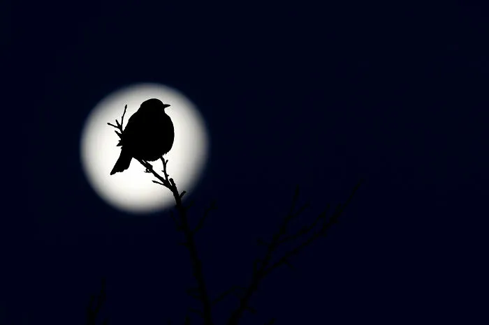 Highly Commended: Tibor Litauszki - Thrush Dream (Best Portrait)