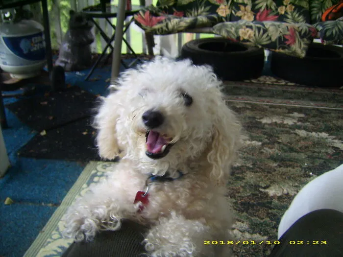 Tiffany Age 12 When She Was Dognapped.  I Still Miss Her Badly