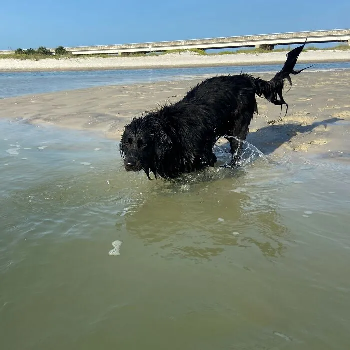 Garnet Getting Back Into The Water