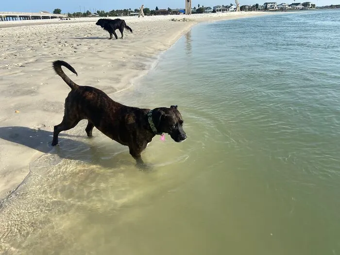 Ginnie Looking For Fish