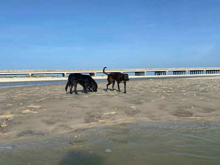 Garnet And Ginnie Sniffing For Buried Treasure