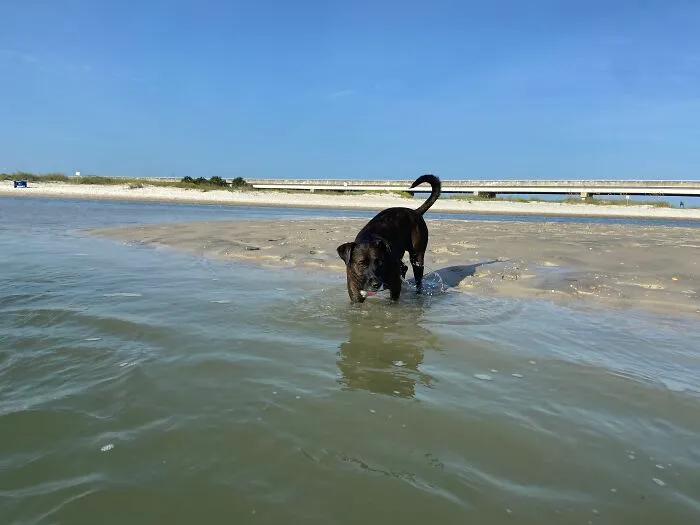 Ginnie Getting In The Water To Play More Fetch