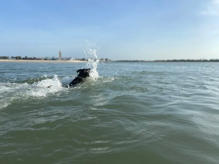 Ginnie Swimming Towards Her Ball