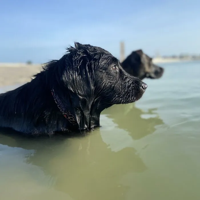 Garnet And Ginnie Looking Out At The Ocean