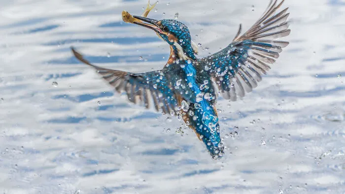He pasado 5 años captando fotos perfectamente sincronizadas de animales en la naturaleza (35 fotos)