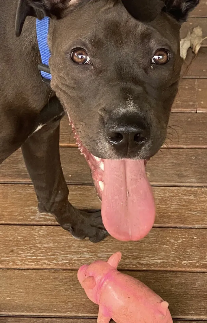 He Loves His Mr Pig
