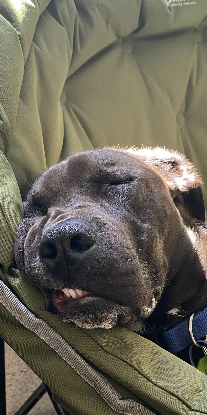 My Goofball Dog