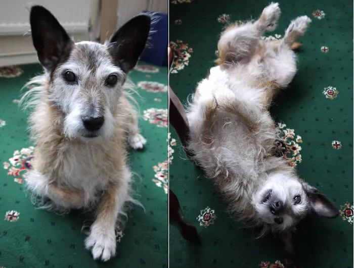 This Is Buster, 16 Years Old. He Is A Jack Russell And Cairn Terrier Mix.