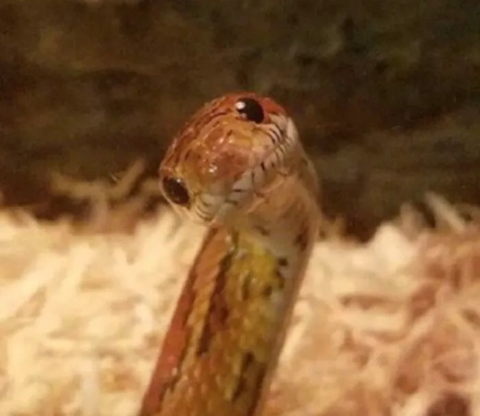 “Hi There, What’s Your Name? What Are You Doing?”