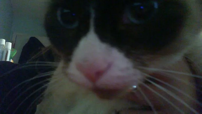 My Cat, Cocoa