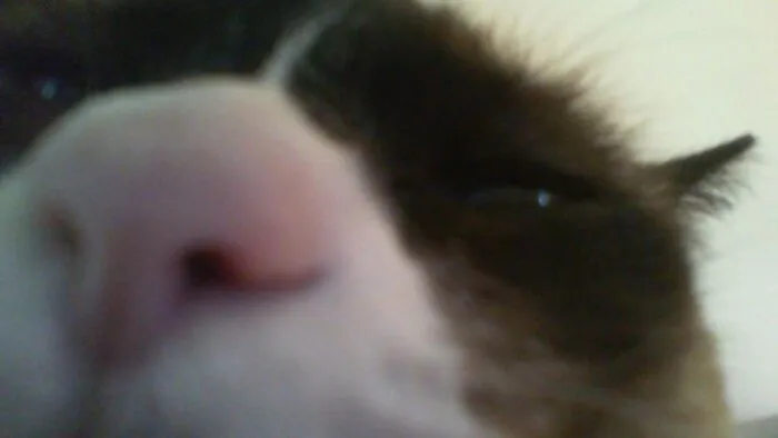 Fat Pink Nose!