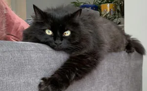 50 Wholesome Rescue Pet Pics To Heal Your Soul (September Edition)