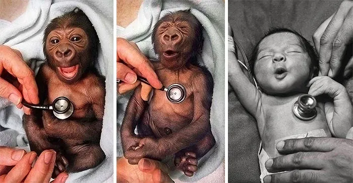 Newborn Gorilla Reacts To Cold Stethoscope