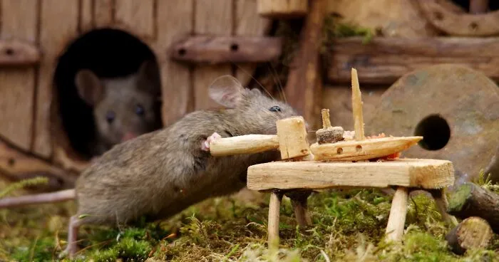 I Built A Little World In My Garden For Mice To Live In, And They're Thriving (30 Pics)