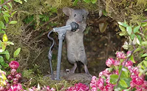 I Built A Little World In My Garden For Mice To Live In, And They're Thriving (30 Pics)