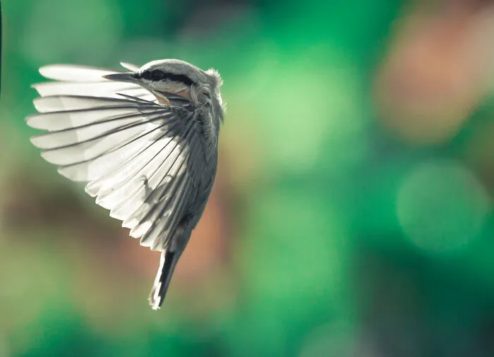 He pasado 5 años captando fotos perfectamente sincronizadas de animales en la naturaleza (35 fotos)