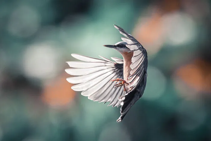 He pasado 5 años captando fotos perfectamente sincronizadas de animales en la naturaleza (35 fotos)