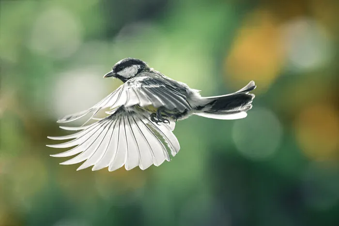 He pasado 5 años captando fotos perfectamente sincronizadas de animales en la naturaleza (35 fotos)