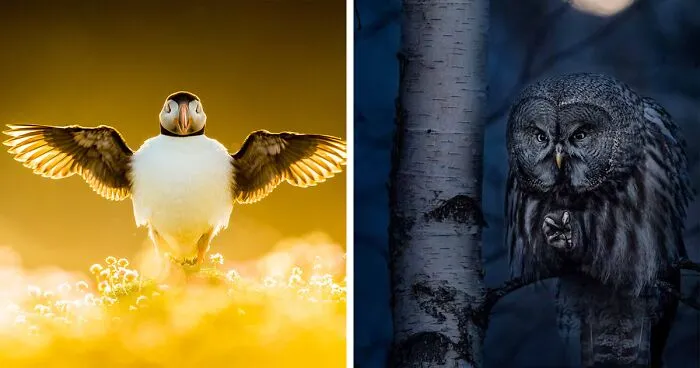 Here Are The 30 Winners Of 2021 Bird Photographer Of The Year Awards